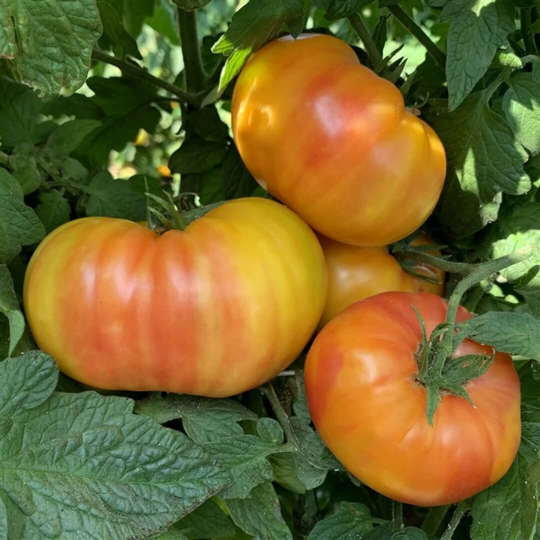 Tomato Seeds – Hillbilly Potato Leaf