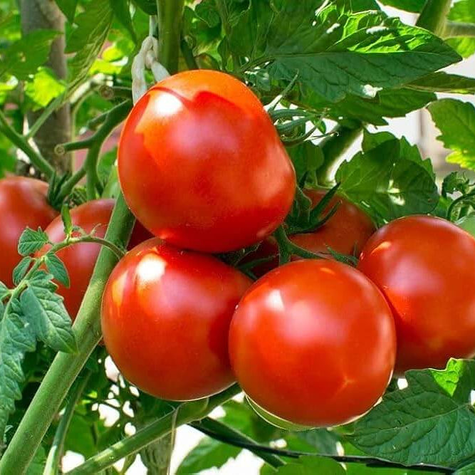 Tomato Seeds – Köstliches