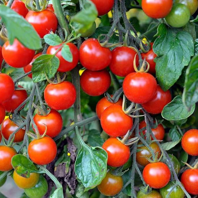 Tomato Seeds – Kremenchugskiy