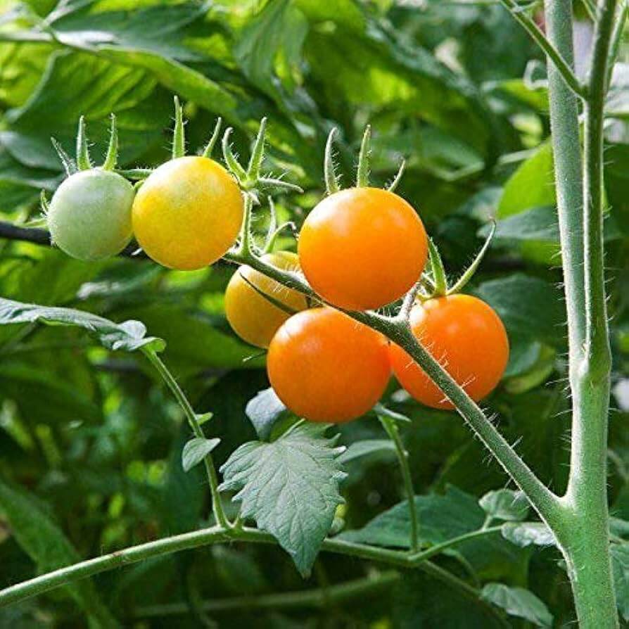 Tomato Seeds – Lemon Boy