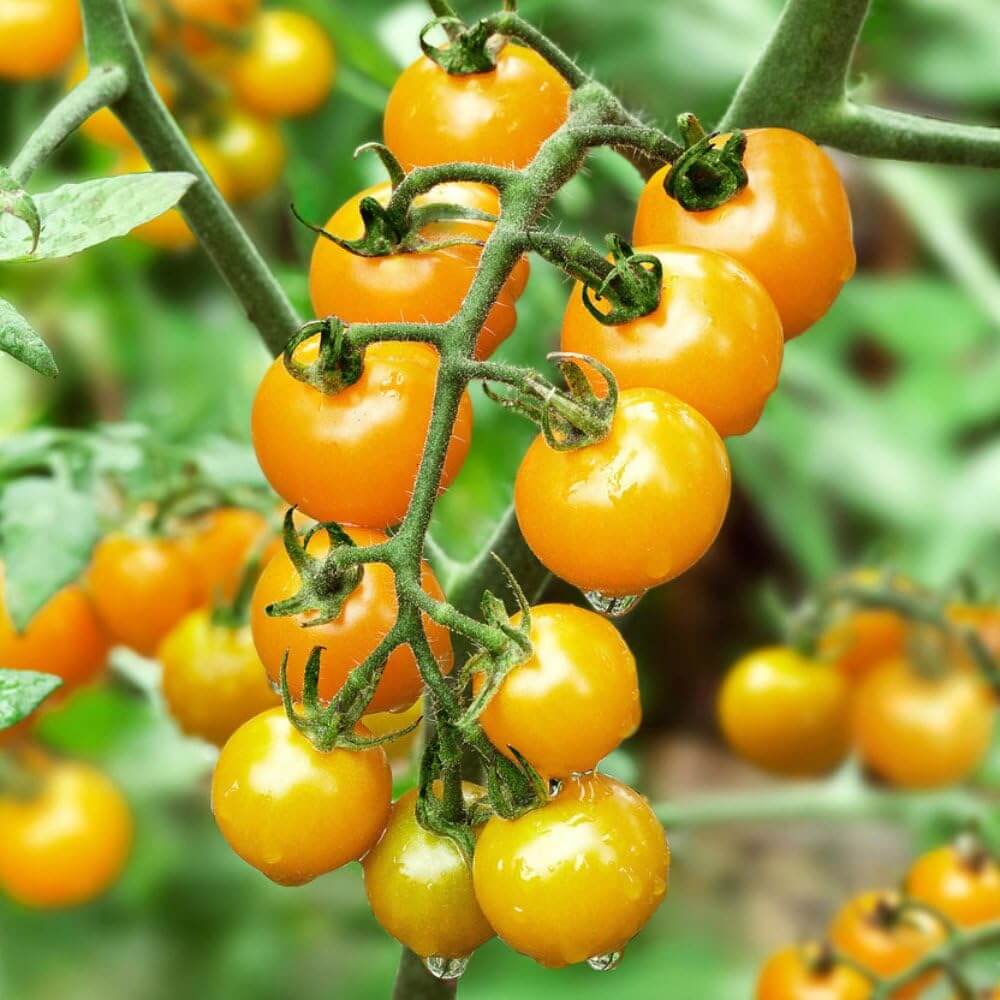 Tomato Seeds – Light Yellow