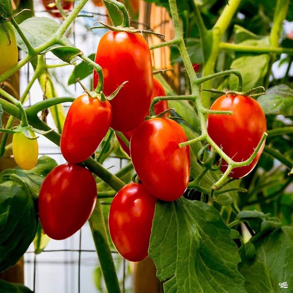 Tomato Seeds – Long Cluster