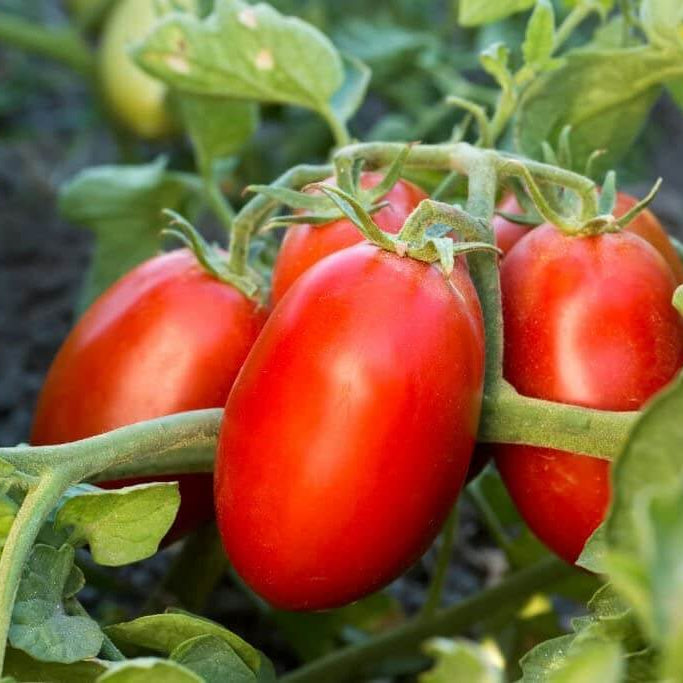 Tomato Seeds – Long Cluster