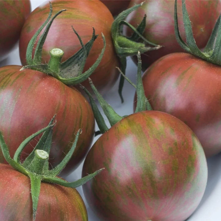 Tomato Seeds – Maroon
