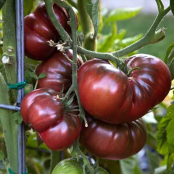 Tomato Seeds – Maroon Red