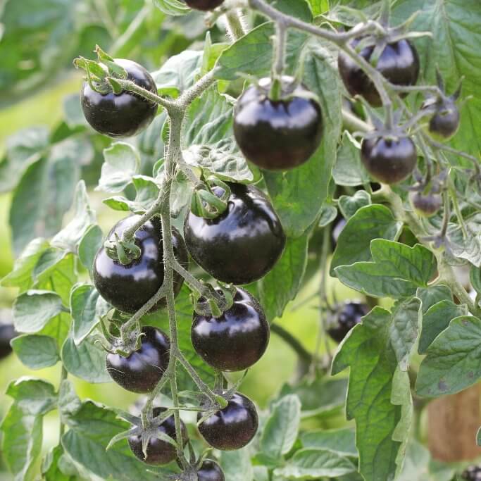 Tomato Seeds – Mixed Black