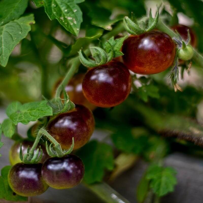 Tomato Seeds – Mixed Blueberries