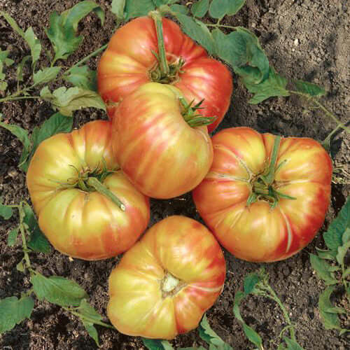 Tomato Seeds – Mr. Stripey