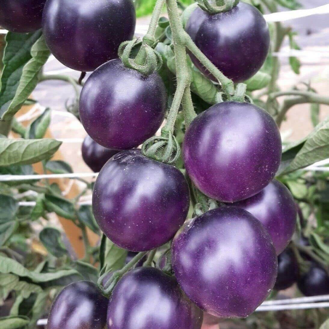 Tomato Seeds – Navy Blue