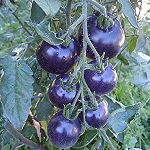 Tomato Seeds – Navy Blue