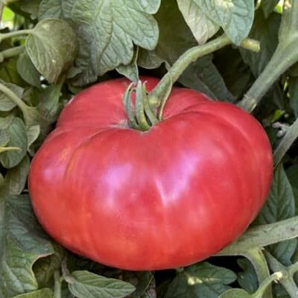Tomato Seeds – Omar’s Giant