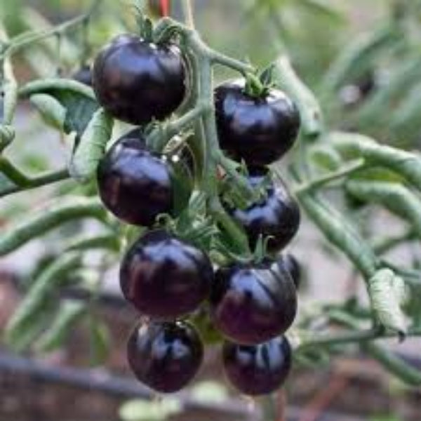 Tomato Seeds – Organic Purple Cherry