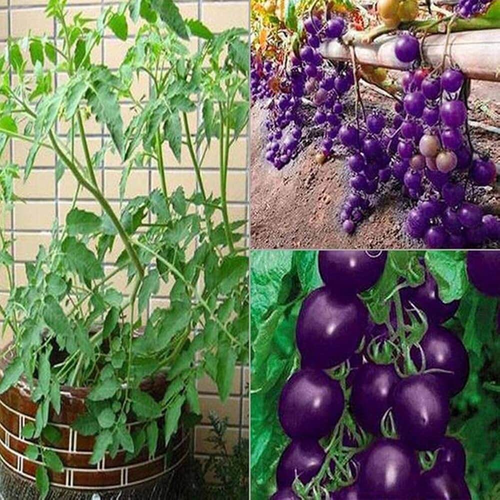 Tomato Seeds – Organic Purple Cherry