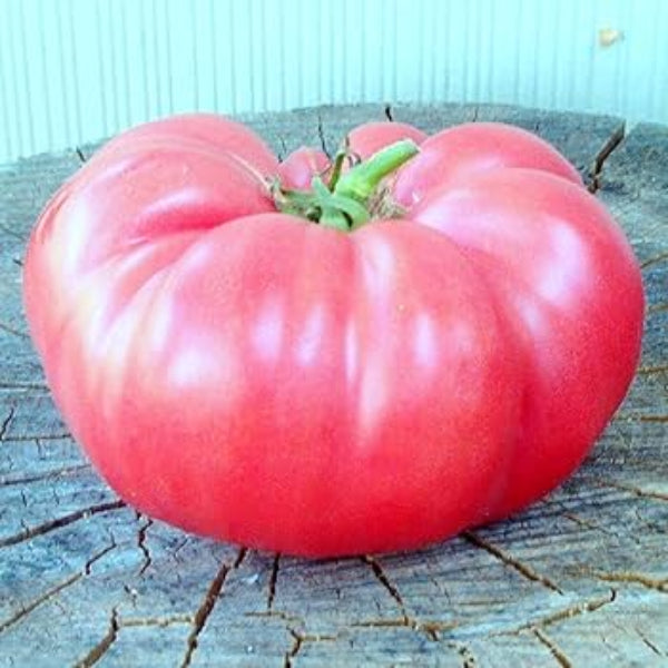 Tomato Seeds – Pale Pink Big
