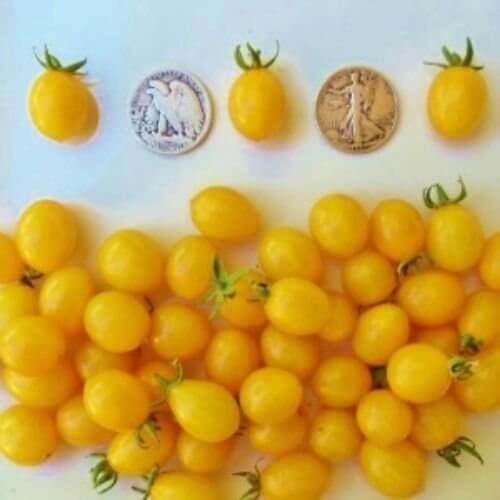 Tomato Seeds – Papadennis
