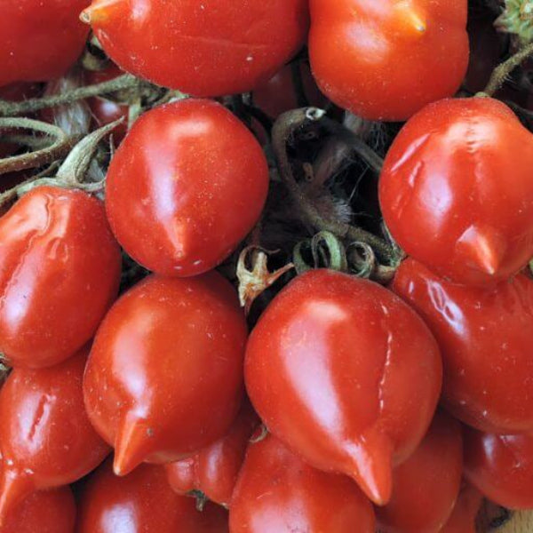 Tomato Seeds – Piennolo