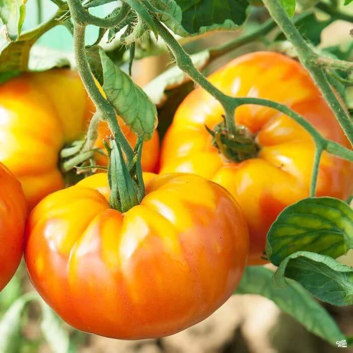 Tomato Seeds – Pineapple