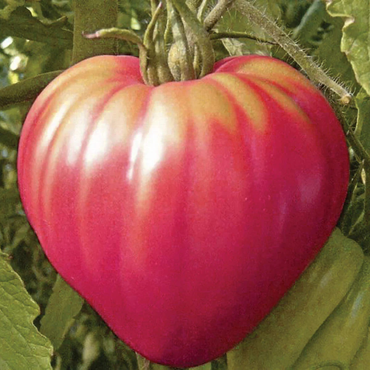 Tomato Seeds – Pink Oxheart