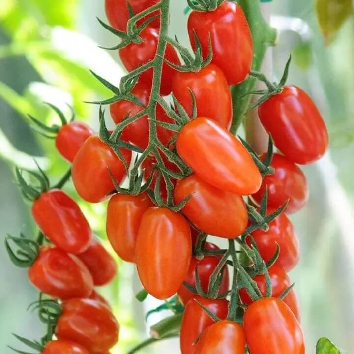 Tomato Seeds – Purple Red