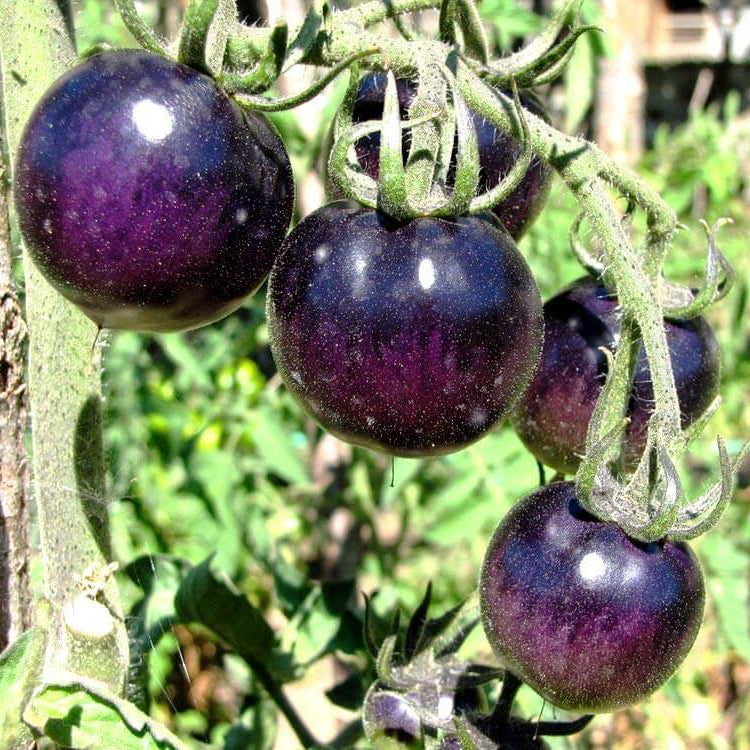 Tomato Seeds – Purple