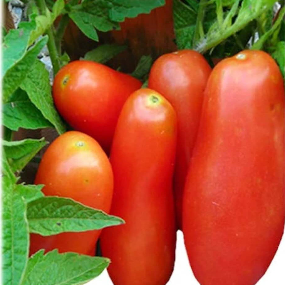 Tomato Seeds – Red Banana