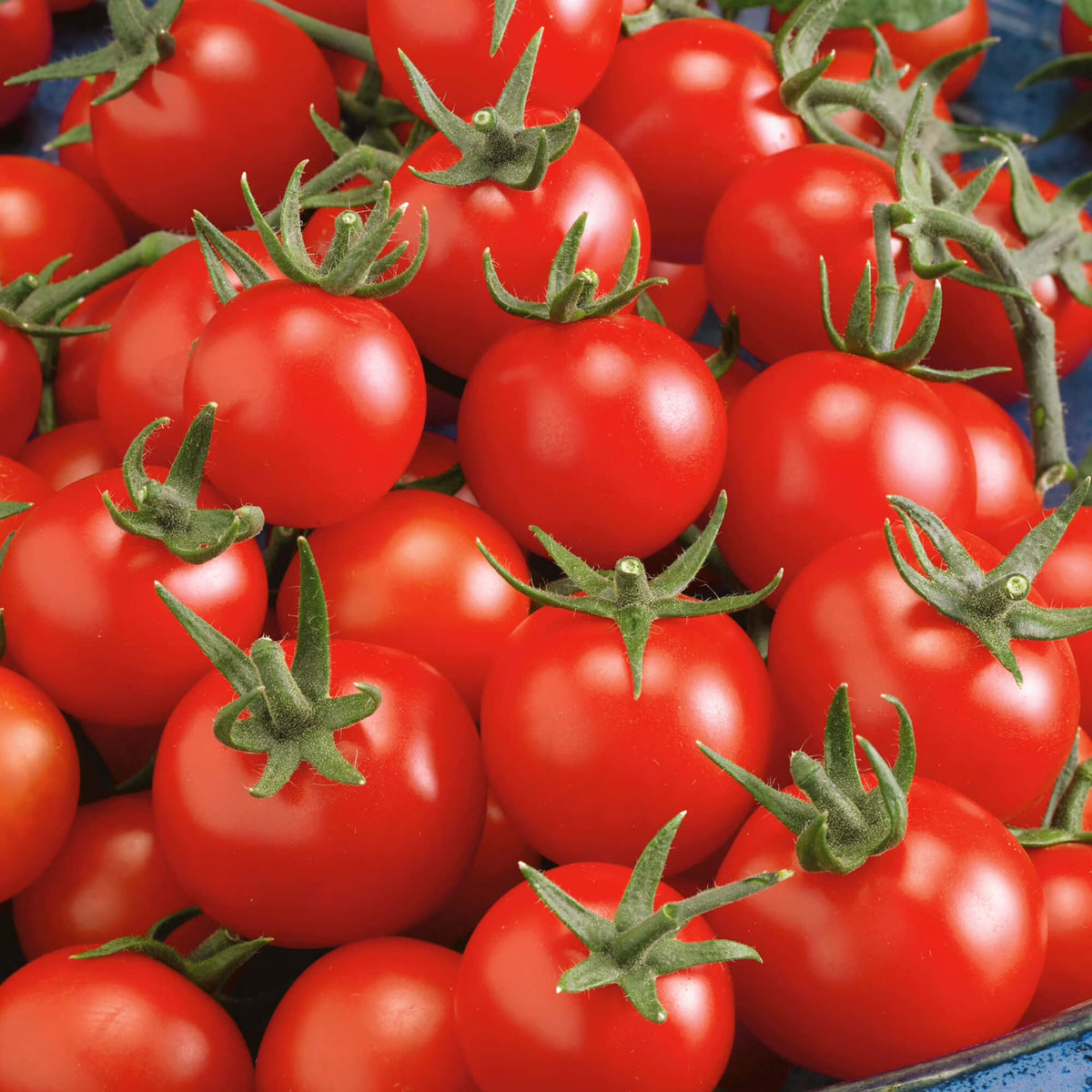 Tomato Seeds – Red Grape Cherry