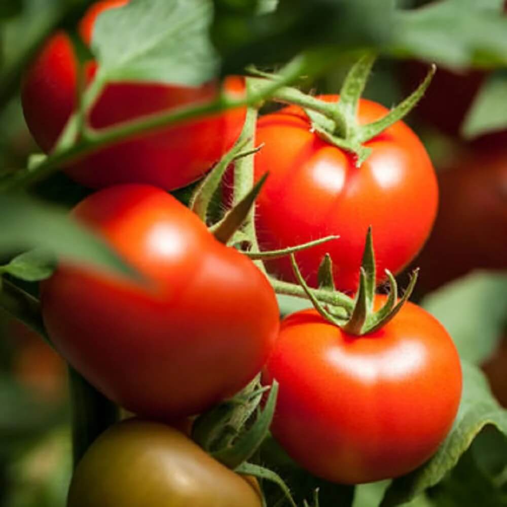 Tomato Seeds – Red Horizon