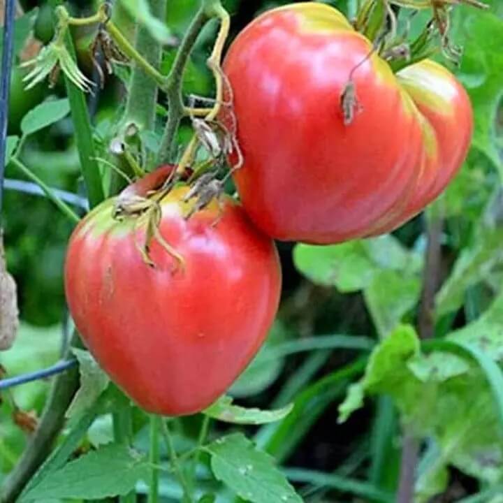 Tomato Seeds – Red Oxheart