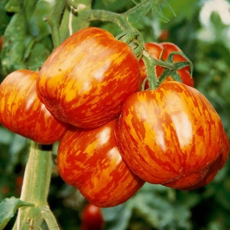 Tomato Seeds – Red Yellow