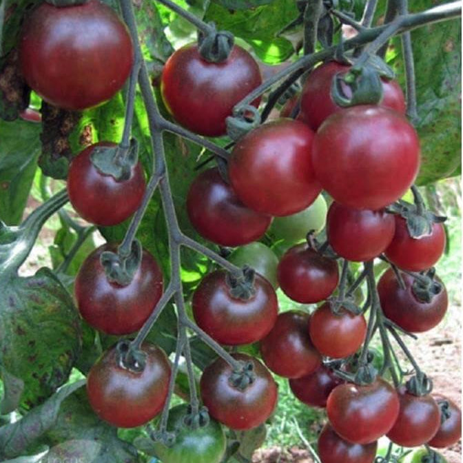Tomato Seeds – Rosella