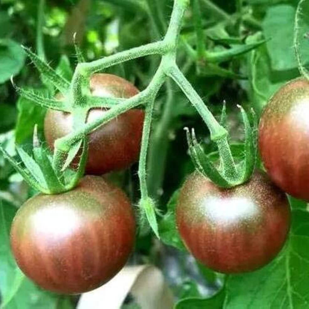 Tomato Seeds – Rosella