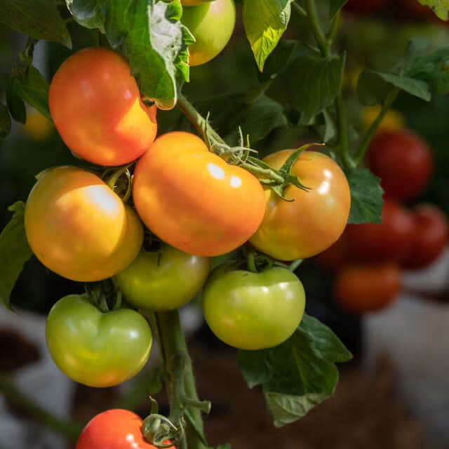 Tomato Seeds