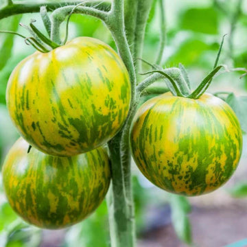 Tomato Seeds - Green Zebra, Heirloom