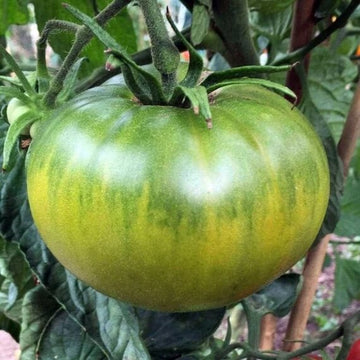 Tomato Seeds – Aunt Ruby’s