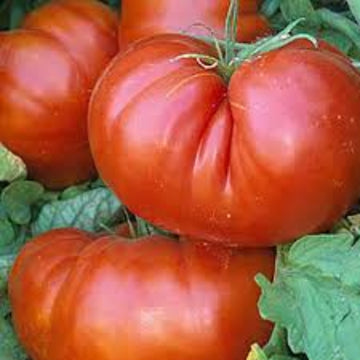 Tomato Seeds – Aussie Paste 