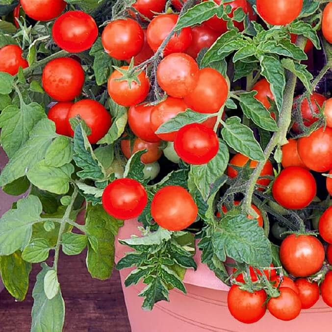 Tomato Seeds – Balkon Red F1 Compact