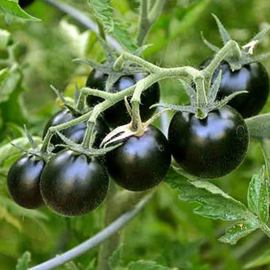 Tomato Seeds – Black