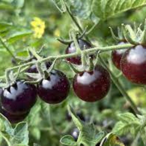 Tomato Seeds – Blue Indigo Rose