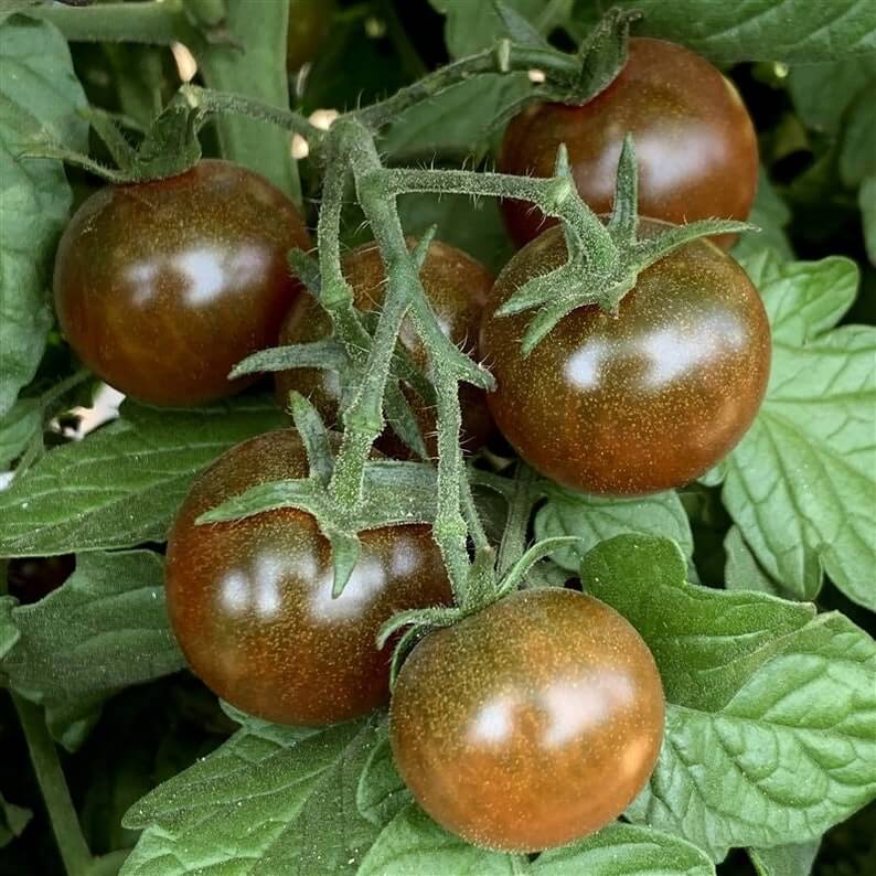 Tomato Seeds – Brown