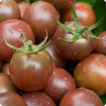 Tomato Seeds – Brown