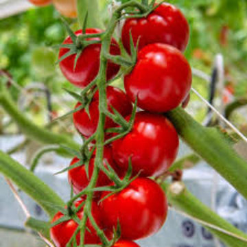 Tomato Seeds – Cherry