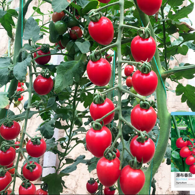 Tomato Seeds – Climbing Waterfall