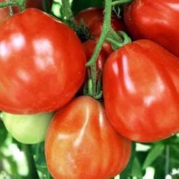 Tomato Seeds – Coeur de Boeuf Rose