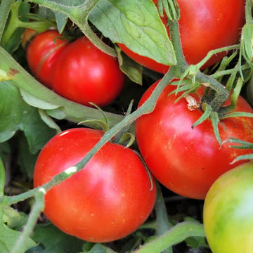 Tomato Seeds – Cosmonaut Volkov