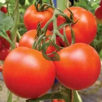 Tomato Seeds – Giant 