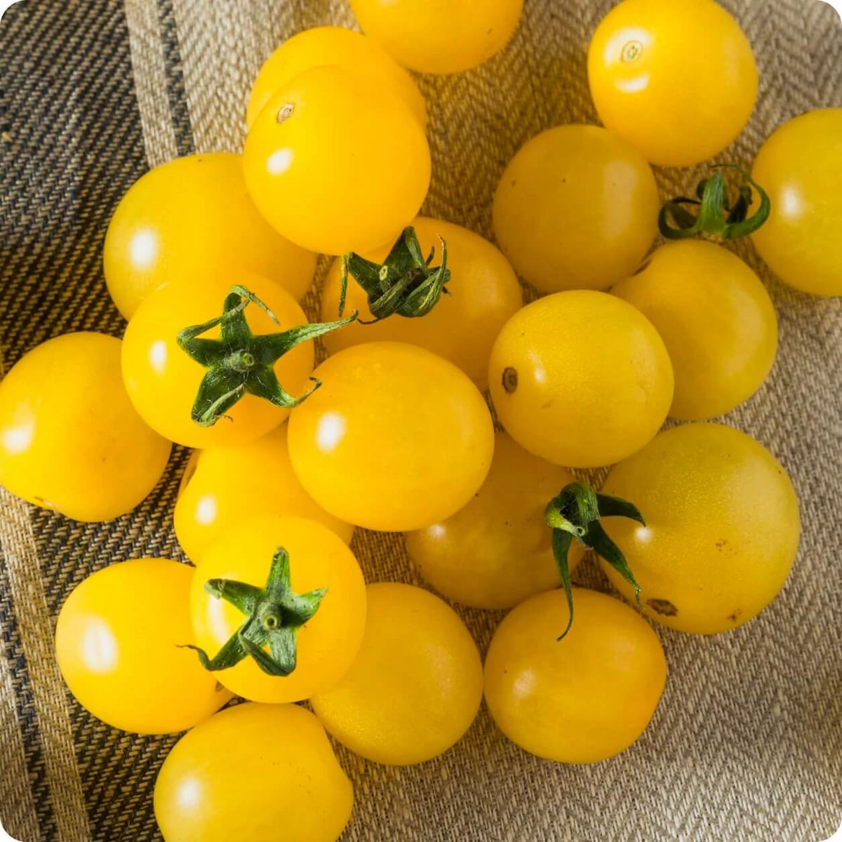 Tomato Seeds – Gold
