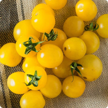 Tomato Seeds – Gold