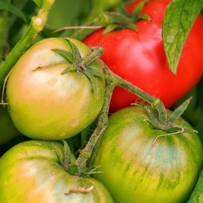 Tomato Seeds – Green & Red