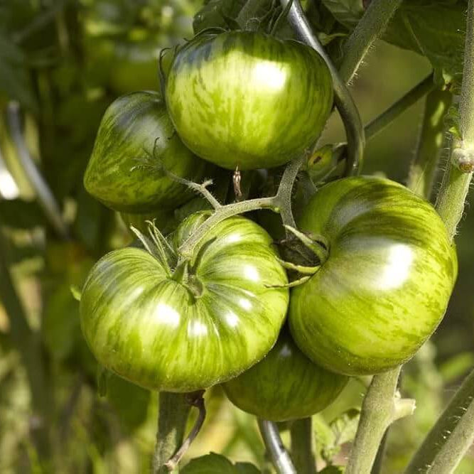 Tomato Seeds – Green White