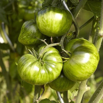 Tomato Seeds – Green White